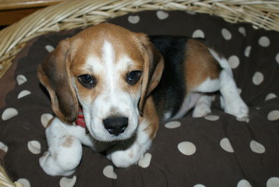 Close-up portrait of puppy relaxing