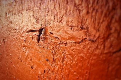 Close-up of insect on wall