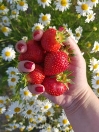 Close-up of hand holding strawberries