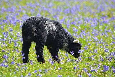 Close-up of black dog on field