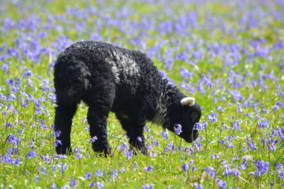 Full length of black lamb grazing on field amidst purple flowers