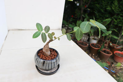 High angle view of potted plant on table