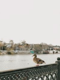 Seagull perching on a wall