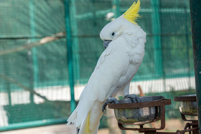 Close-up of parrot perching in cage