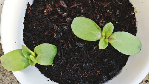 Close-up of young plant growing in container