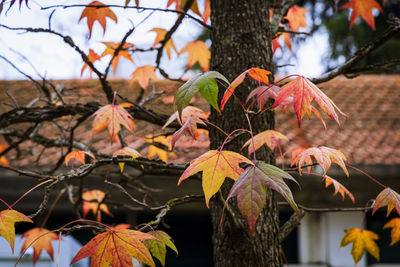 Close-up of maple leaves on plant