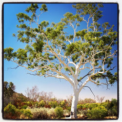 Trees on landscape against blue sky