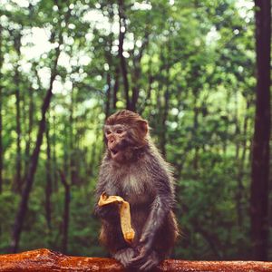 Monkey sitting on tree in forest