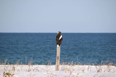 View of a bird on calm sea against clear sky