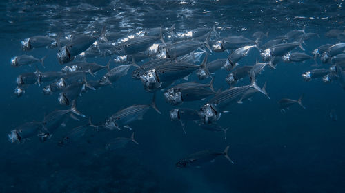 Fish swimming in sea