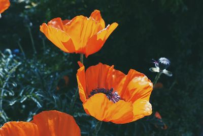 Close-up of orange flower