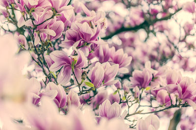 Close-up of pink flowers