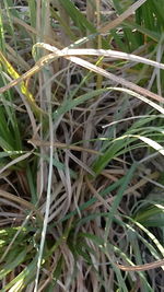 Close-up of plants growing on field