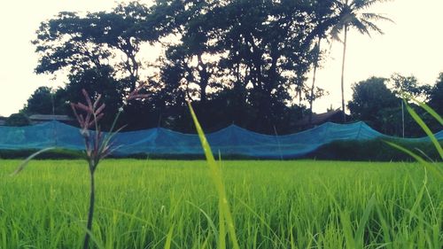 Trees on grassy field