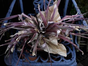 Close-up of plant