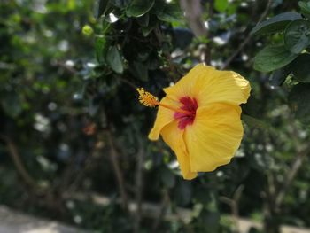 Close-up of yellow hibiscus flower