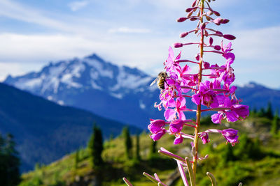Close-up of bee on flower against sky