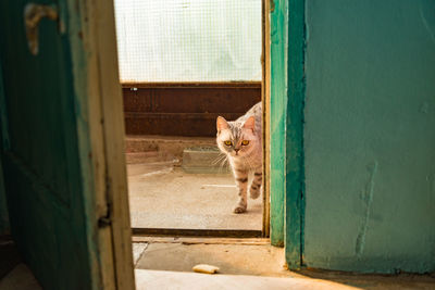 Portrait of cat seen through window