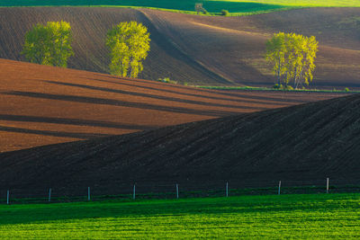 Scenic view of agricultural field