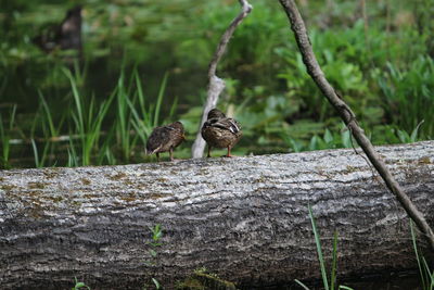 Close-up of mallard duck on log