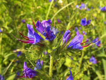 Close-up of purple flowers blooming outdoors