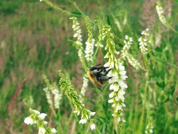 Close-up of insect on plant