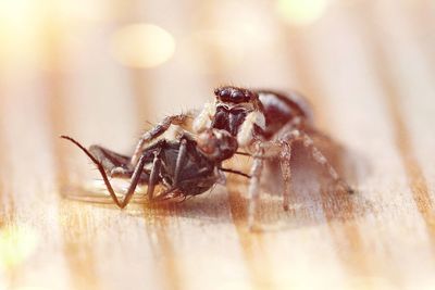 Close-up of spider hunted housefly on table