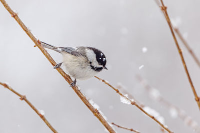 Close-up of bird perching on branch