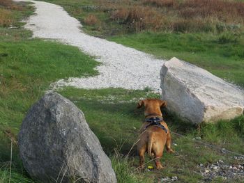 Dog standing between rock