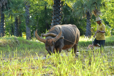 Water buffalo,crowd buffalo and farmer on during sunset,domestic water buffalo local thailand 