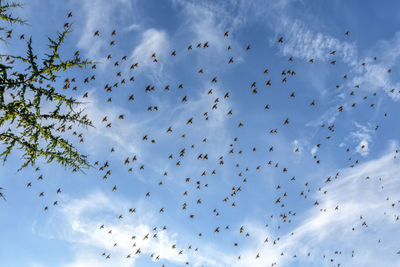 Low angle view of birds flying in sky