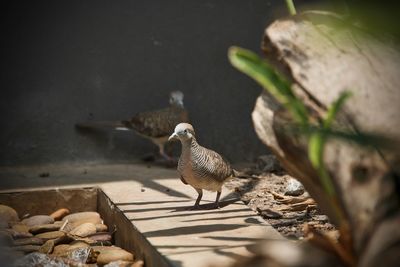View of bird perching on wood
