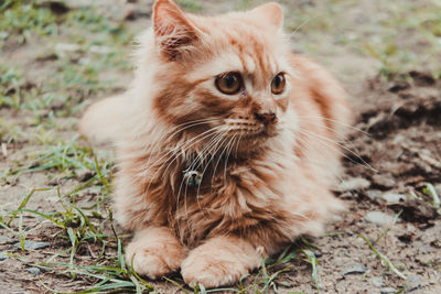 Cat looking away on a field