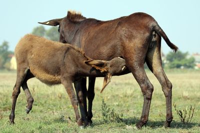 Donkeys standing on grassy field