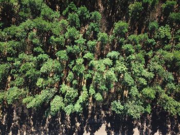 High angle view of forest shot by drone