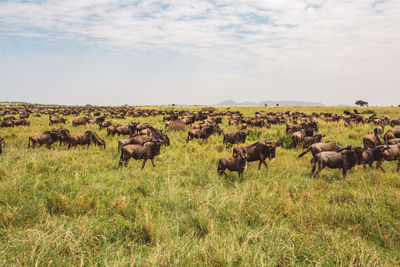 Zebra and wildebeest standing on field