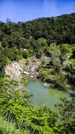 Scenic view of forest