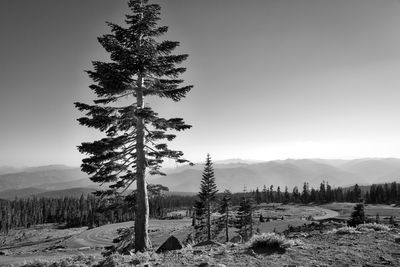 Tree on snow covered landscape against sky