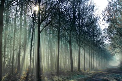 Sunlight streaming through trees in foggy weather