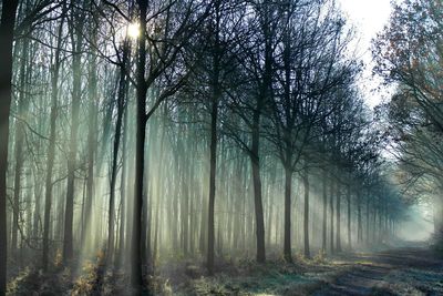 Trees in forest against sky