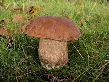 Close-up of mushroom growing on field