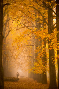 Trees in forest during autumn