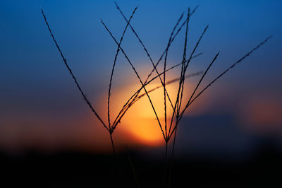 Close-up of silhouette plants on field against sunset sky