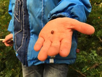 Ladybird on hand