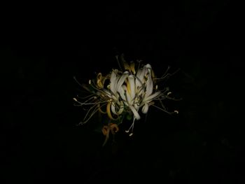 Close-up of white flowering plant against black background