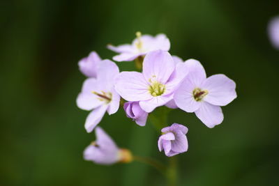 Close-up of flowers blooming outdoors