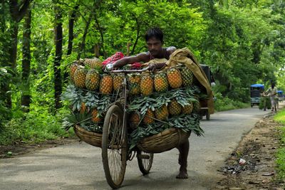 Transporting pineapple by bicycle to the local market