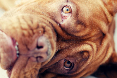 Close-up portrait of dog relaxing