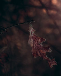 Close-up of dried maple leaves