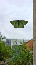 High angle view of butterfly on leaf